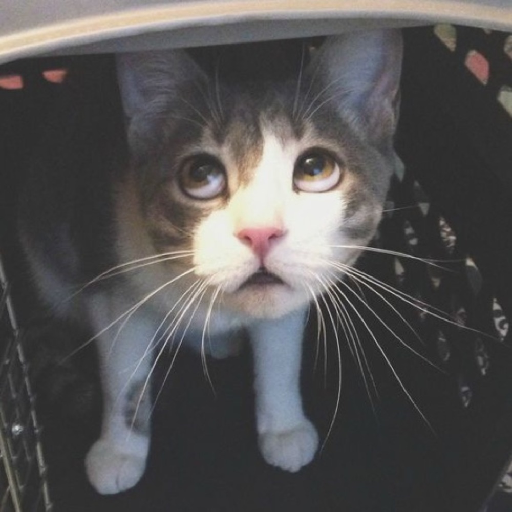 Meet your Posher, Theodosia